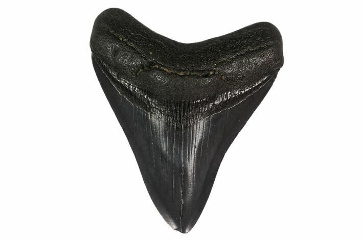 Fossil Megalodon Tooth - South Carolina #130842